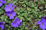 <i>Primula reptans </i>