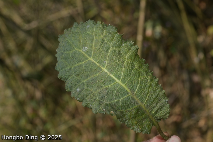 <i>Primula rugosa </i>