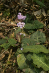 <i>Primula rugosa </i>