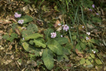 <i>Primula rugosa </i>