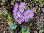 <i>Primula rupestris </i>