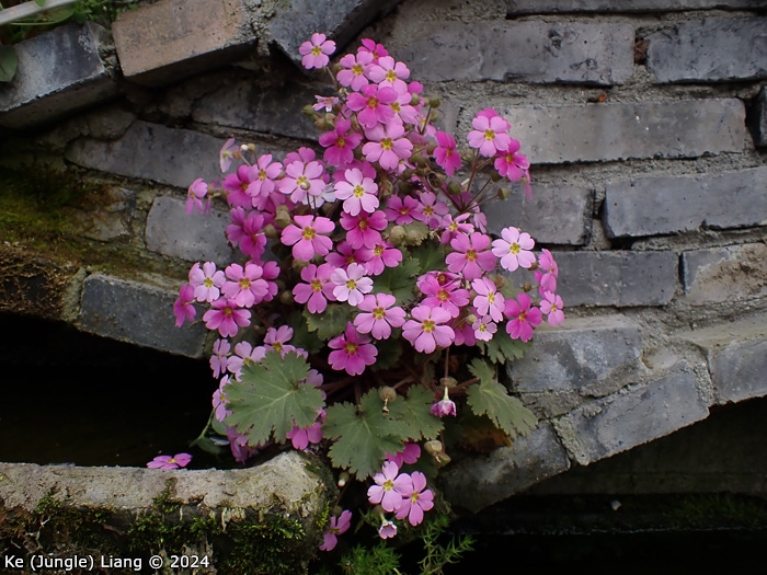 <i>Primula sinensis </i>