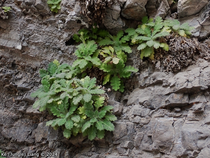 <i>Primula xingshanensis </i>