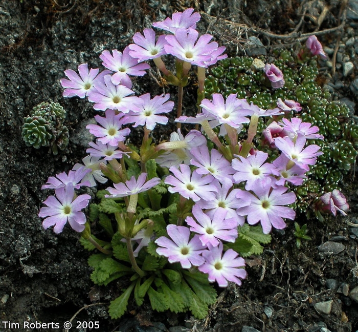 <i>Primula glandulifera </i>