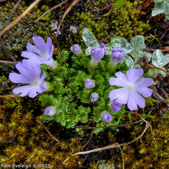 <i>Primula tenuiloba </i>