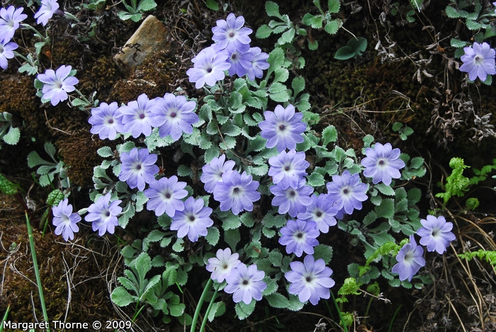 <i>Primula tenella </i>