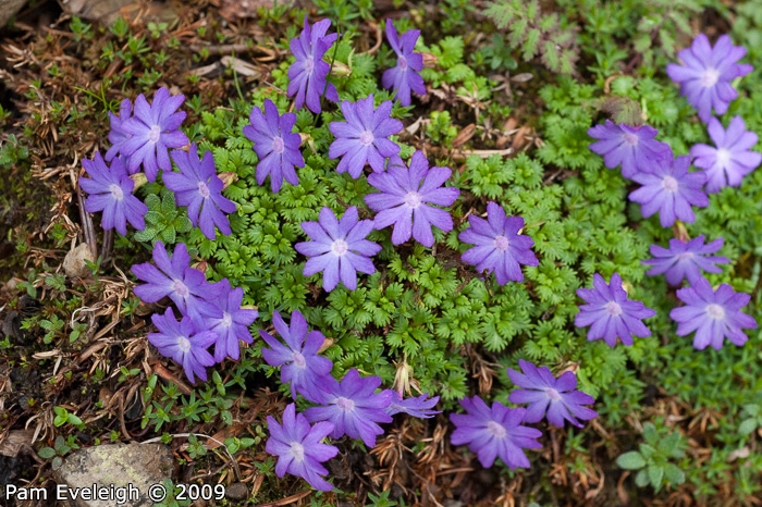 <i>Primula bella </i>