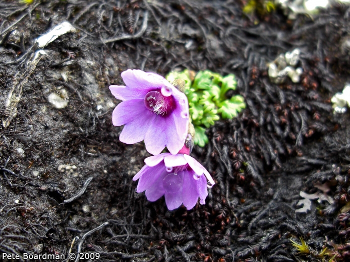 <i>Primula barbatula </i>