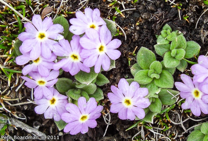 <i>Primula walshii </i>