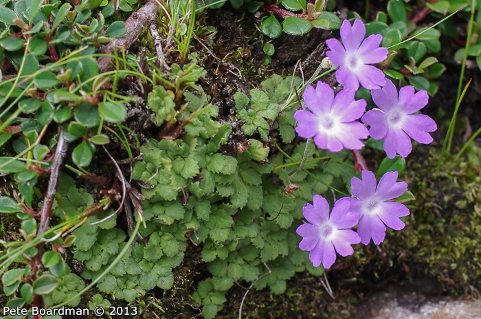 <i>Primula occlusa </i>