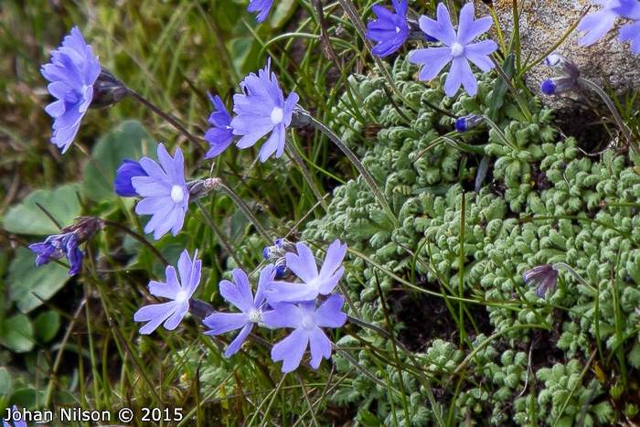 <i>Primula primulina </i>