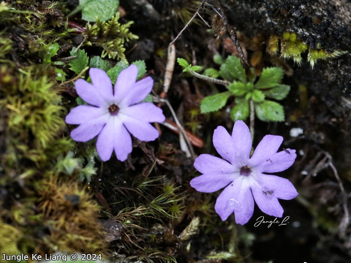 <i>Primula xilingensis </i>