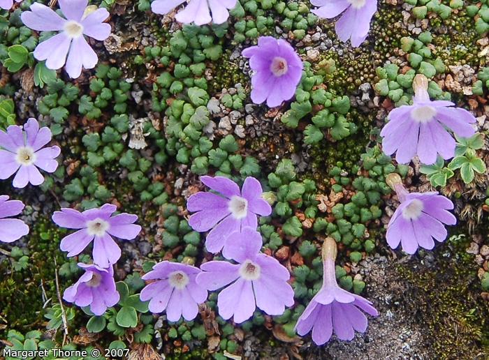 <i>Primula reptans </i>