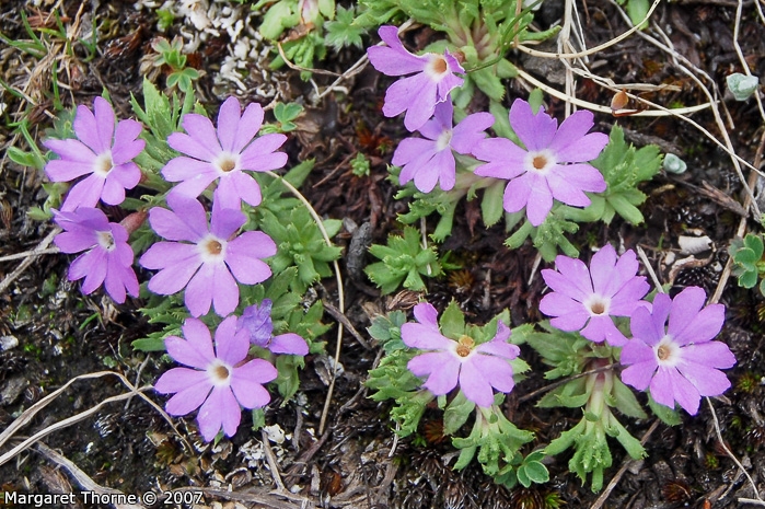 <i>Primula minutissima </i>