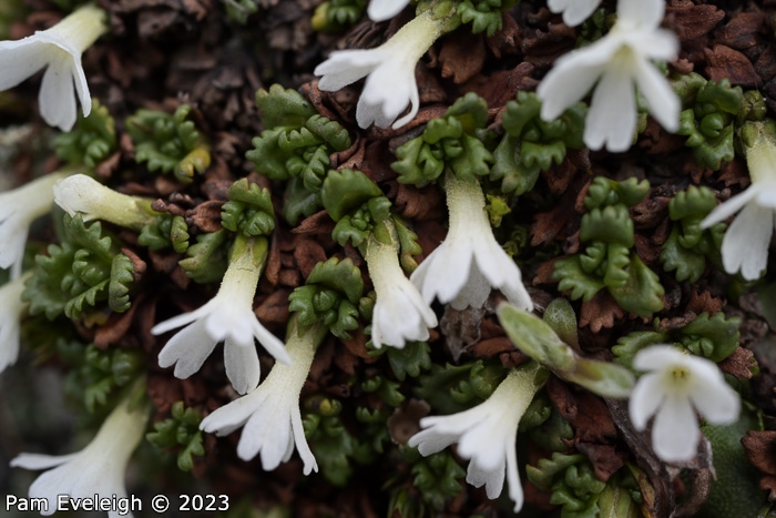 <i>Primula muscoides </i>