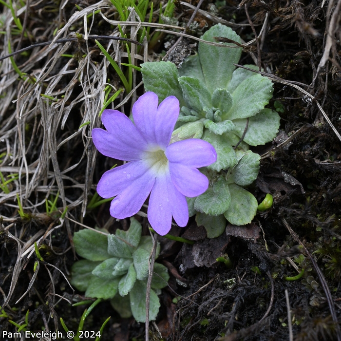 <i>Primula spathulifolia </i>