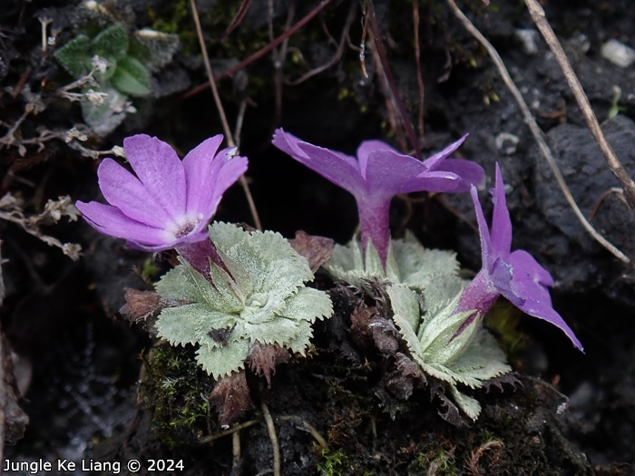 <i>Primula lizipingensis </i>