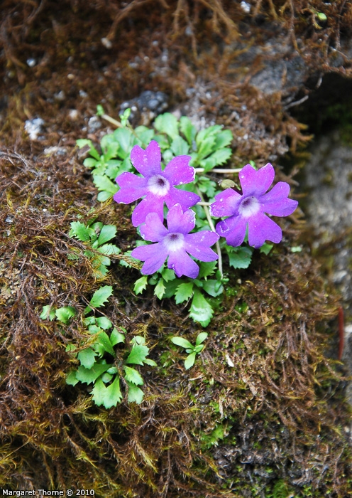 <i>Primula flagellaris </i>