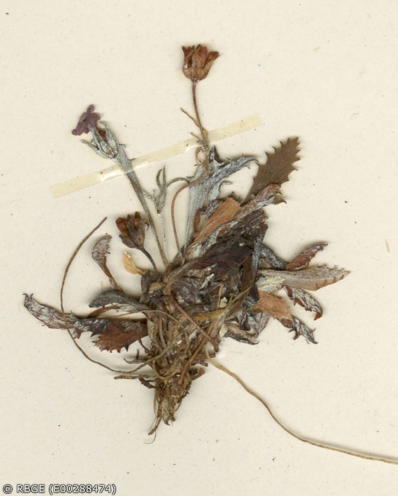 <i>Primula meiotera </i>