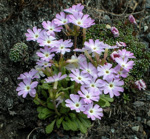 <i>Primula glandulifera </i>