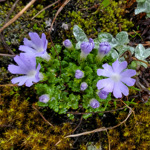 <i>Primula tenuiloba </i>