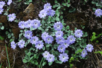 <i>Primula tenella </i>