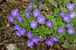 <i>Primula bella </i>