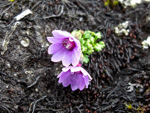 <i>Primula barbatula </i>