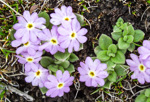 <i>Primula walshii </i>