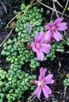 <i>Primula triloba </i>