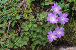 <i>Primula occlusa </i>