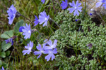 <i>Primula primulina </i>