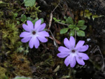 <i>Primula xilingensis </i>