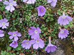 <i>Primula reptans </i>