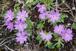 <i>Primula minutissima </i>