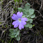 <i>Primula spathulifolia </i>