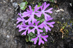 <i>Primula waddellii </i>