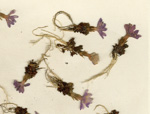 <i>Primula coryphaea </i>