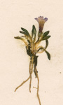 <i>Primula praetermissa </i>