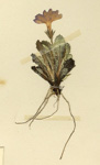 <i>Primula rimicola </i>