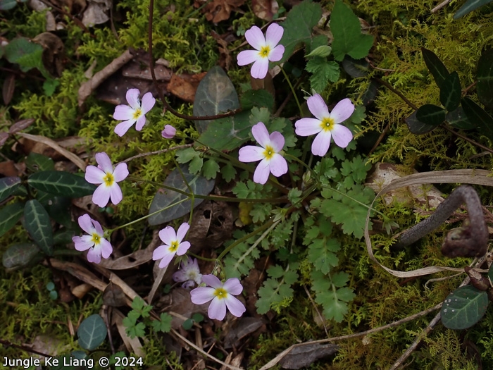 <i>Primula qiandaoensis </i>