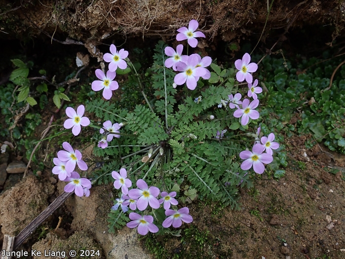 <i>Primula wannanensis </i>