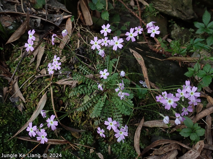 <i>Primula jiugongshanensis </i>