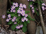 <i>Primula merrilliana </i>