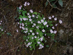 <i>Primula qiupuensis </i>