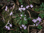 <i>Primula jiugongshanensis </i>