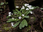 <i>Primula zhexiensis </i>