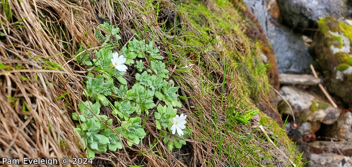 <i>Primula spathulifolia </i>