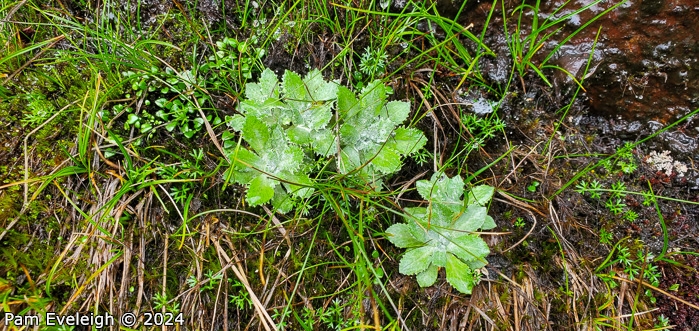 <i>Primula spathulifolia </i>