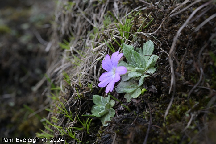 <i>Primula spathulifolia </i>